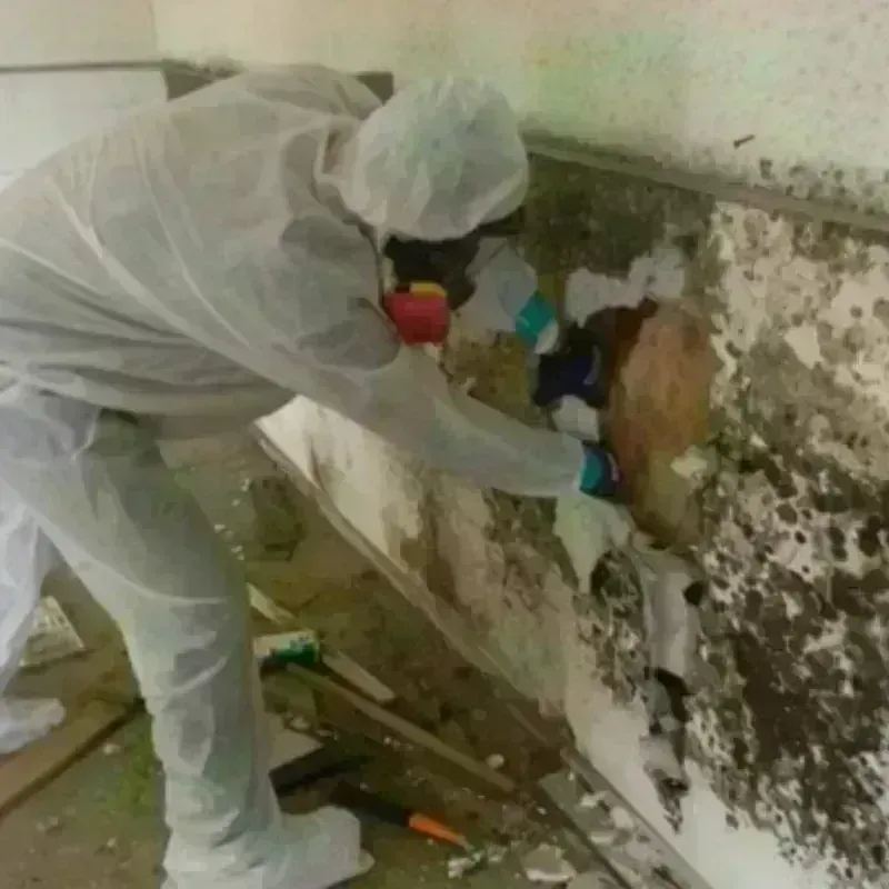 Mold Remediation and Removal in Blanding, UT